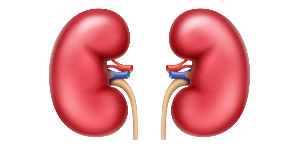 Vector realistic red healthy human kidneys front view close up isolated on white background