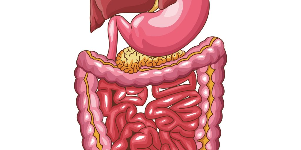 Human digestive system vector illustration graphic design