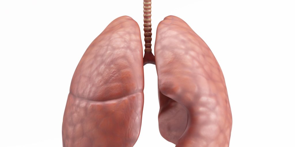 3D Render of Healthy Human Lungs