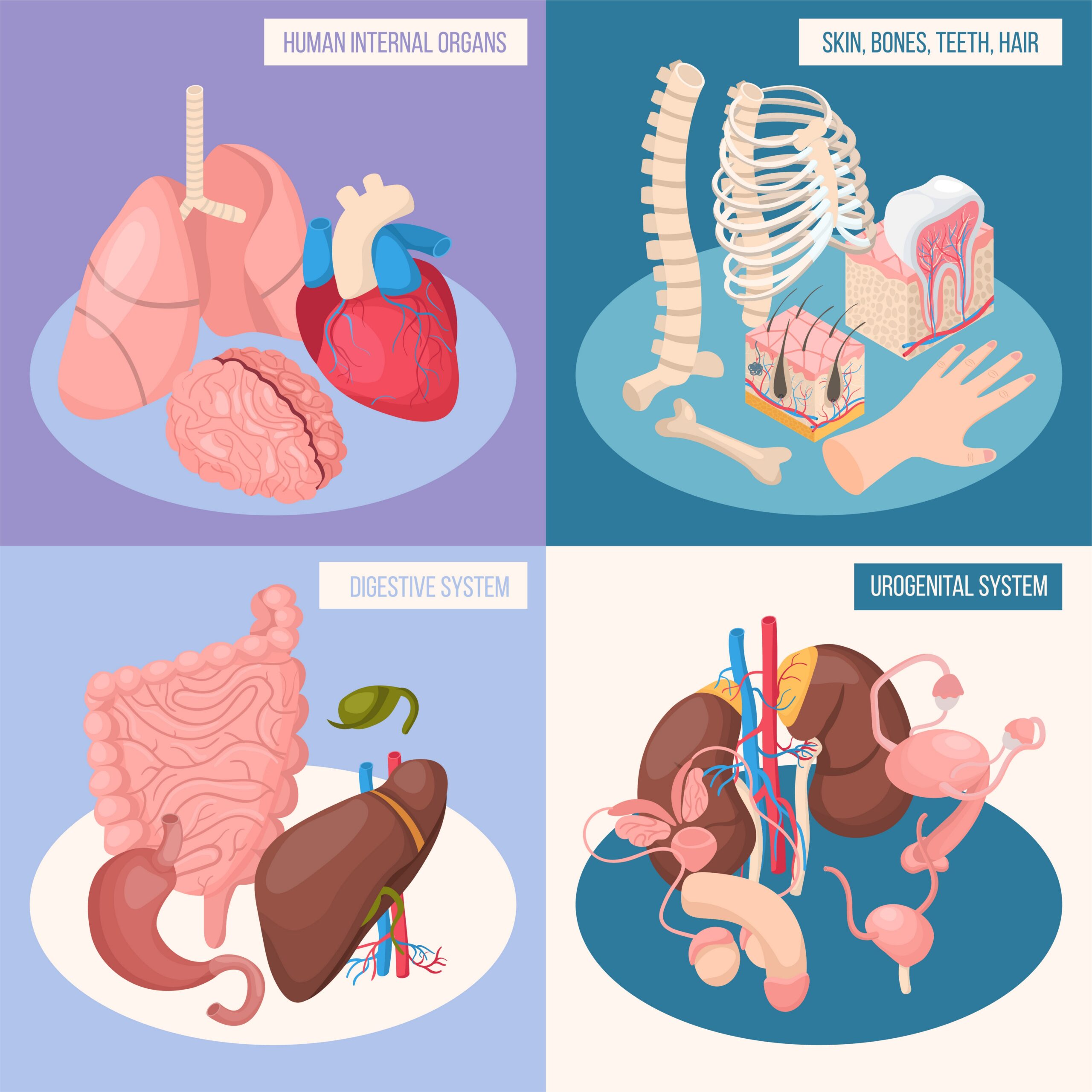 Human Organs 2×2 Design Concept SSUCv3H4sIAAAAAAACA01Ry04DMQz8FSvnFeVx6xUhEFIlBNwQB2/W7FrNxlXsFKpq/x2ntBI3P8Yzk8kx9Kgcw/oYOKWqVtBYcljfdIEGNimMKayvly6ooVUldax3EY1G3576C8nHsc3DOrxTnLIkGQ/BD2vvo3uZd9WoaFi6C+yJMNkUsdBq42rRpS7wDWuklDCTVD/57AKOlOOhqbt8oUR4MvPhq+23E89nZ3seSP5KrAO3MuzFuX1/15z7K2Vu07HgbuJYeE+l9QNpLM1WnTGDlBGzwu3PLfiCxwxRcqSdgZKBfMHAI6n5MWAeoBZxg2yYQA9qNCvoljP0kknBiGyCCbkAq8xkhSPsKXrA8D/4K3jw1LFPBA8vbyfiV8oDOSrD88sjfEmZPbsu2E9LMHTnKP+4dHX2WDGtsG+ssYFl6z+6LMsvUrjA2e8BAAA=